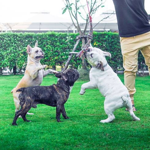 DogSpace10_edited.jpg