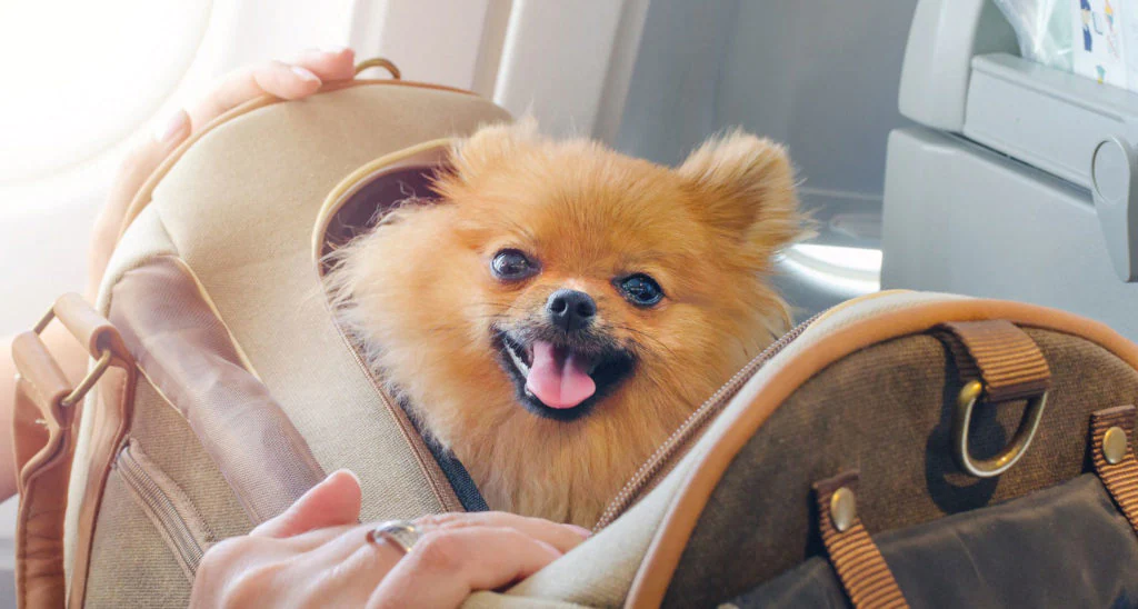 traveling-with-dog-on-plane-1-1024x548.webp