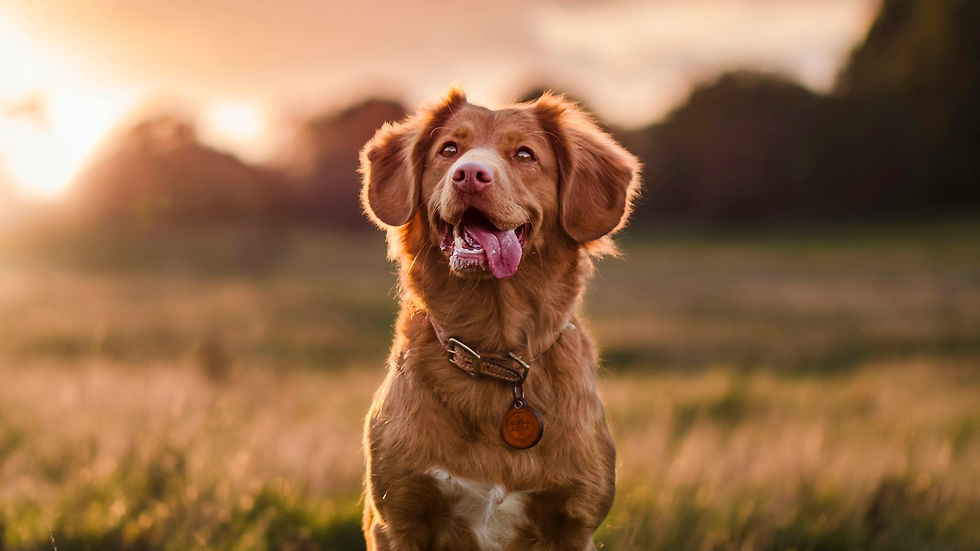 Tick Fever in the City: What New Bangkok Research Means for Your Dog