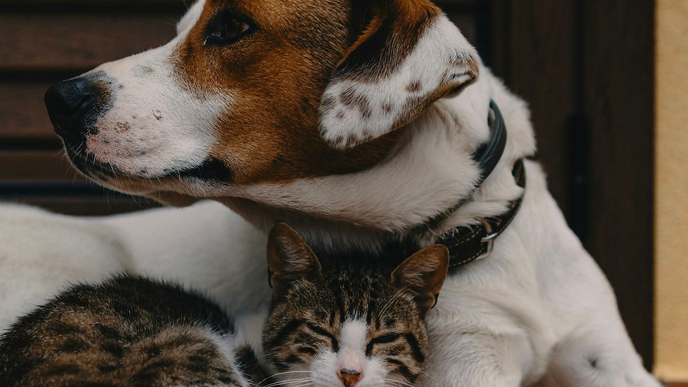Bangkok's ฿100 Billion Pet Boom: 6 Trends Shaping Pet Care in 2026