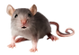 2dbd2e89e4560d39867090b42c3185f2.png