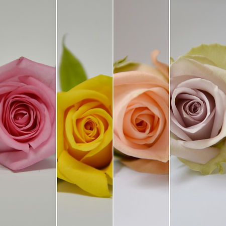 Roses