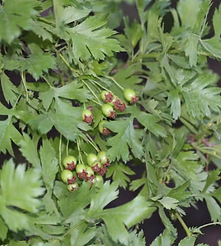 russian hawthorne.PNG