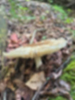 SSF27mushroom3