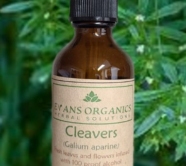 Cleavers for Water Retention