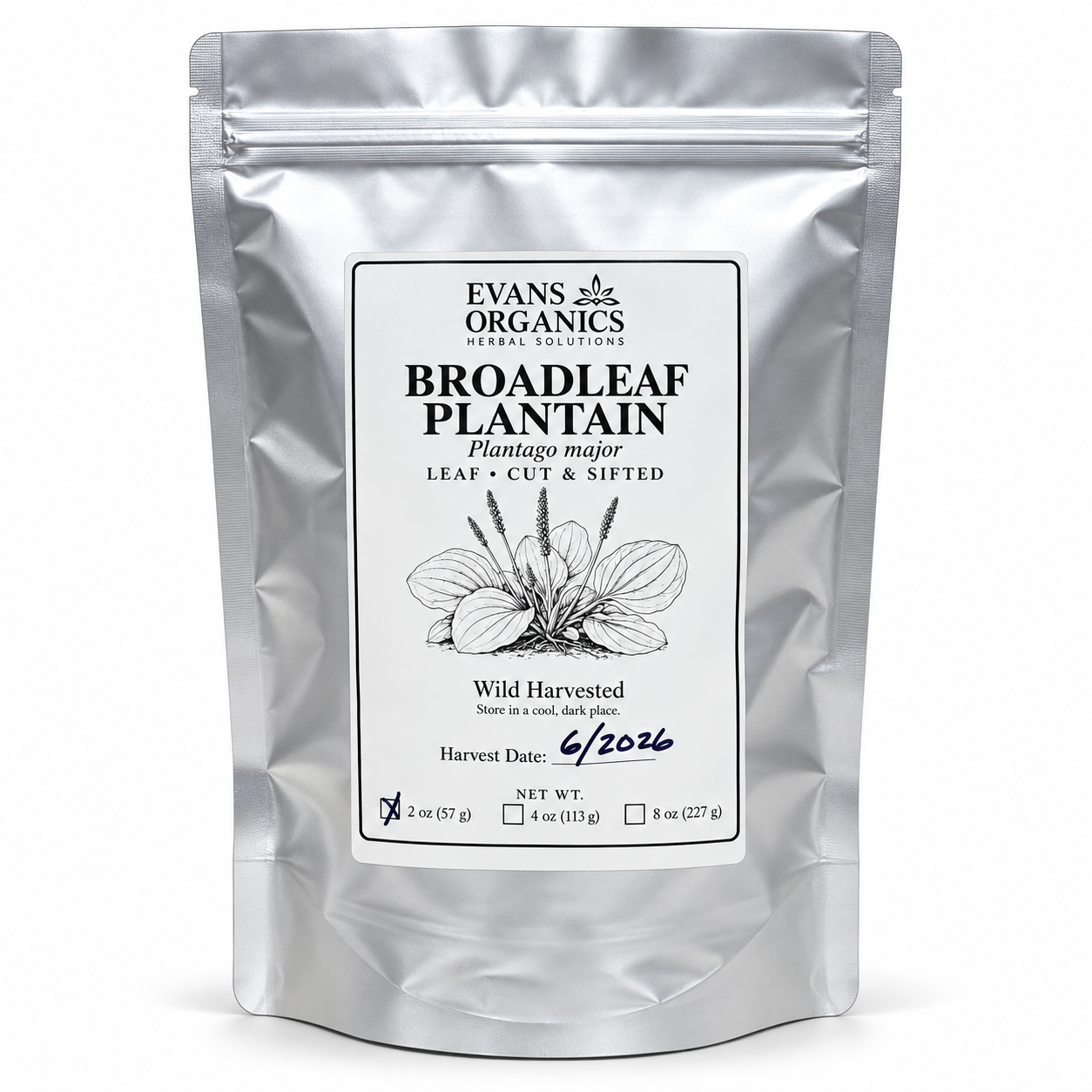 Plantain Leaf Cut and Sifted - Wild Harvested