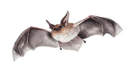 Brandt's Bat.jpg
