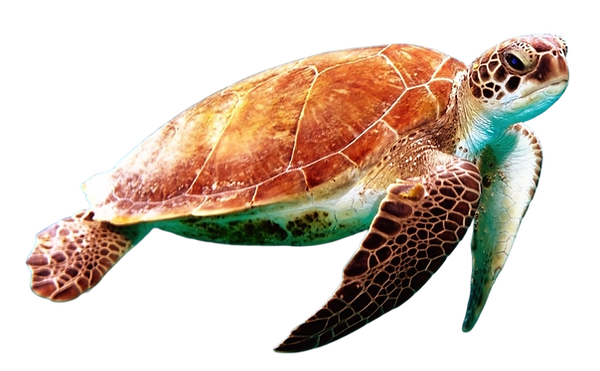 Tortuga-Marina.png
