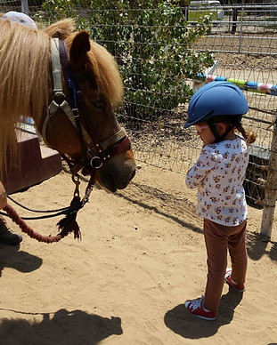San Diego Therapeutic Horsemanship