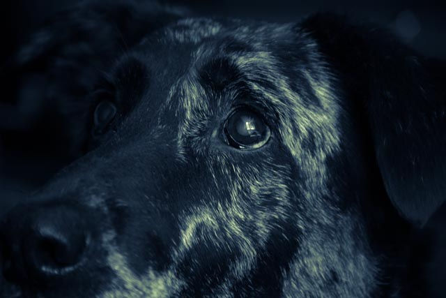 Dog & Owner Shoot