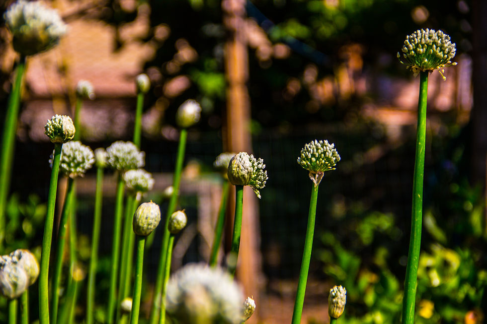 Onions in my father's garden, Rome