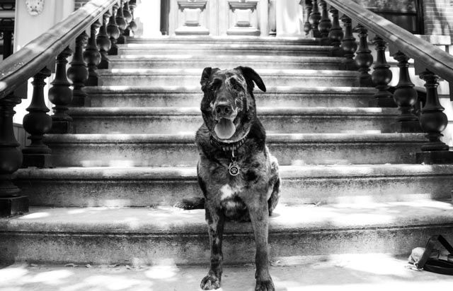 Dog & Owner Shoot