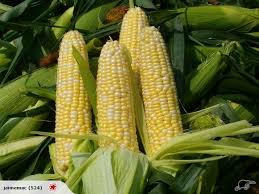 Pearl Corn 珍珠玉米