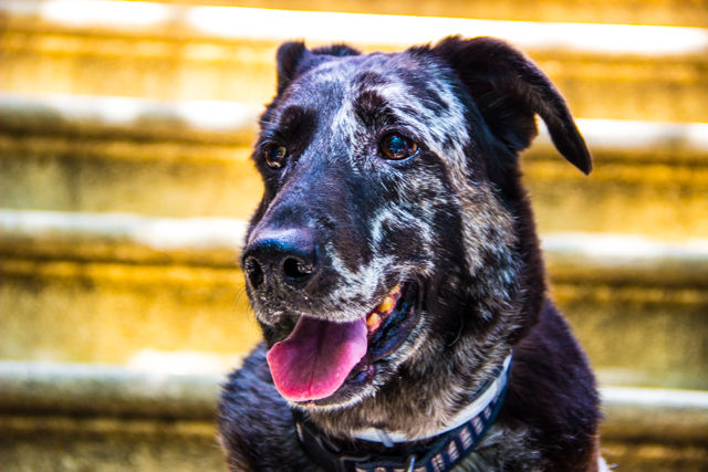 Dog & Owner Shoot