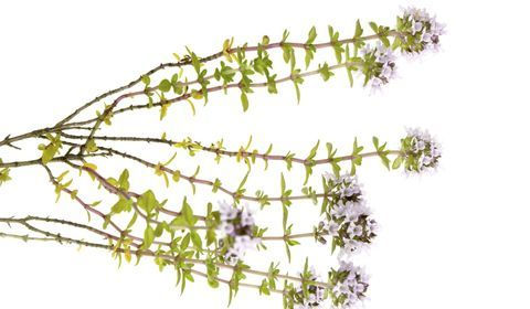 Thym vulgaire à Thujanol BIO (Thymus vulgaris thujanoliferum) - 5 ml