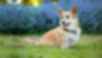 CorgiwithblueBG.jpg