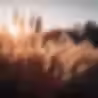 field-pampas-grass-with-sun-setting-it_900321-14669.jpg.avif