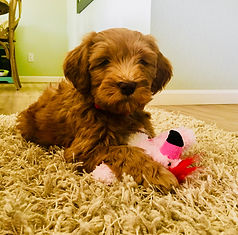 top labradoodle breeder non shedding labradoodles