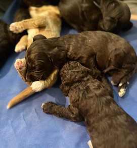 labradoodle puppies arizona california