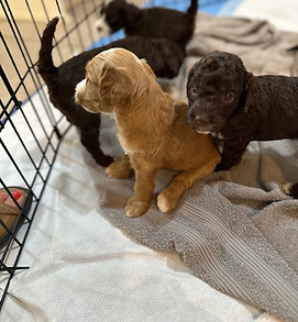 australian labradoodles arizona california