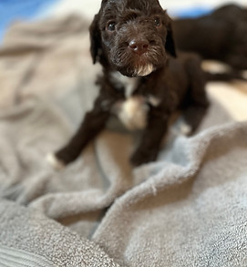 chocolate labradoodles for sale