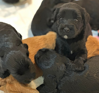 mini labradoodles