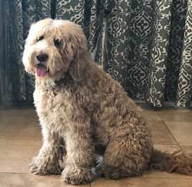 best labradoodle breeder Arizona