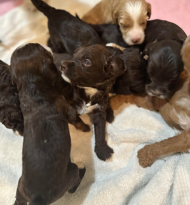 australian labradoodle puppies arizona available now