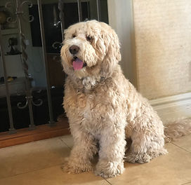 best labradoodle breeder Arizona
