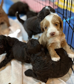 australian labradoodle puppies chocolate available now arizona