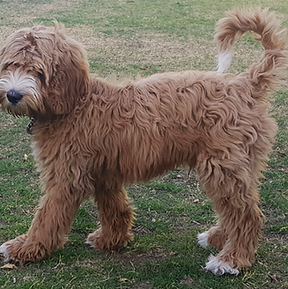 australian labradoodle puppies price