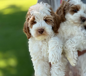 australian labradoodle puppies southern california and arizona and nevada