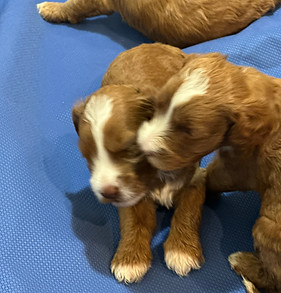 caring for a labradoodle puppy