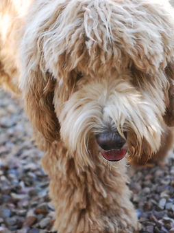 australian labradoodles in Alaska