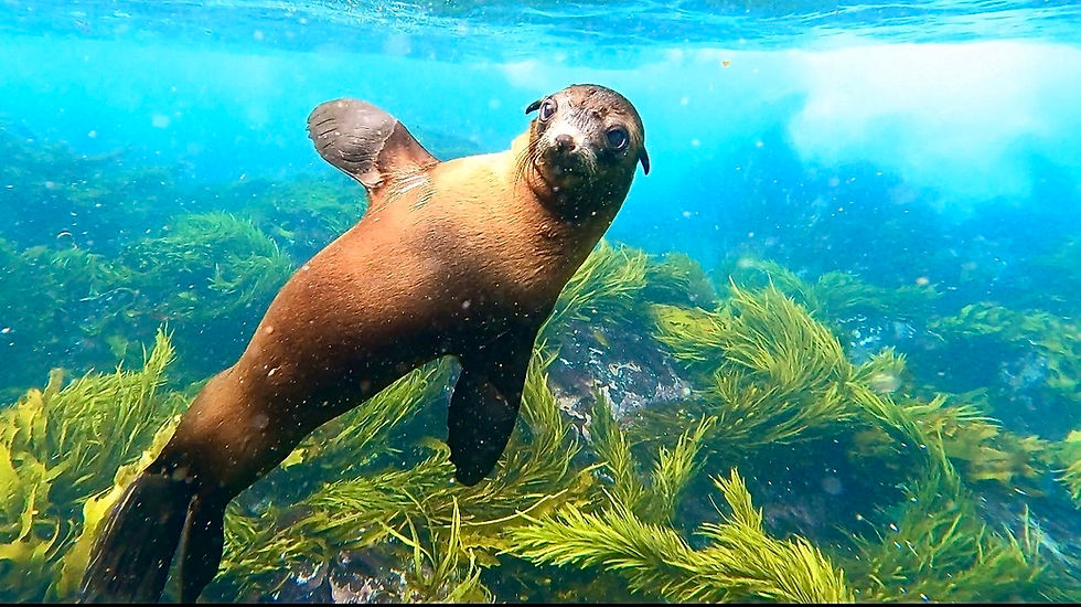 Puppies of the Sea