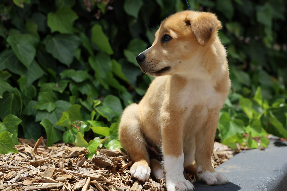 Puppy background website .jpeg