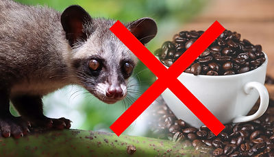 Podvod jménem Bali Luwak Kopi a proč byste se mu měli vyhnout