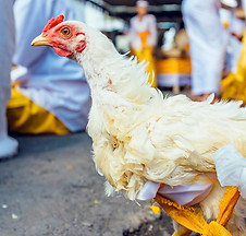 Chicken sacrifice offering, Bali
