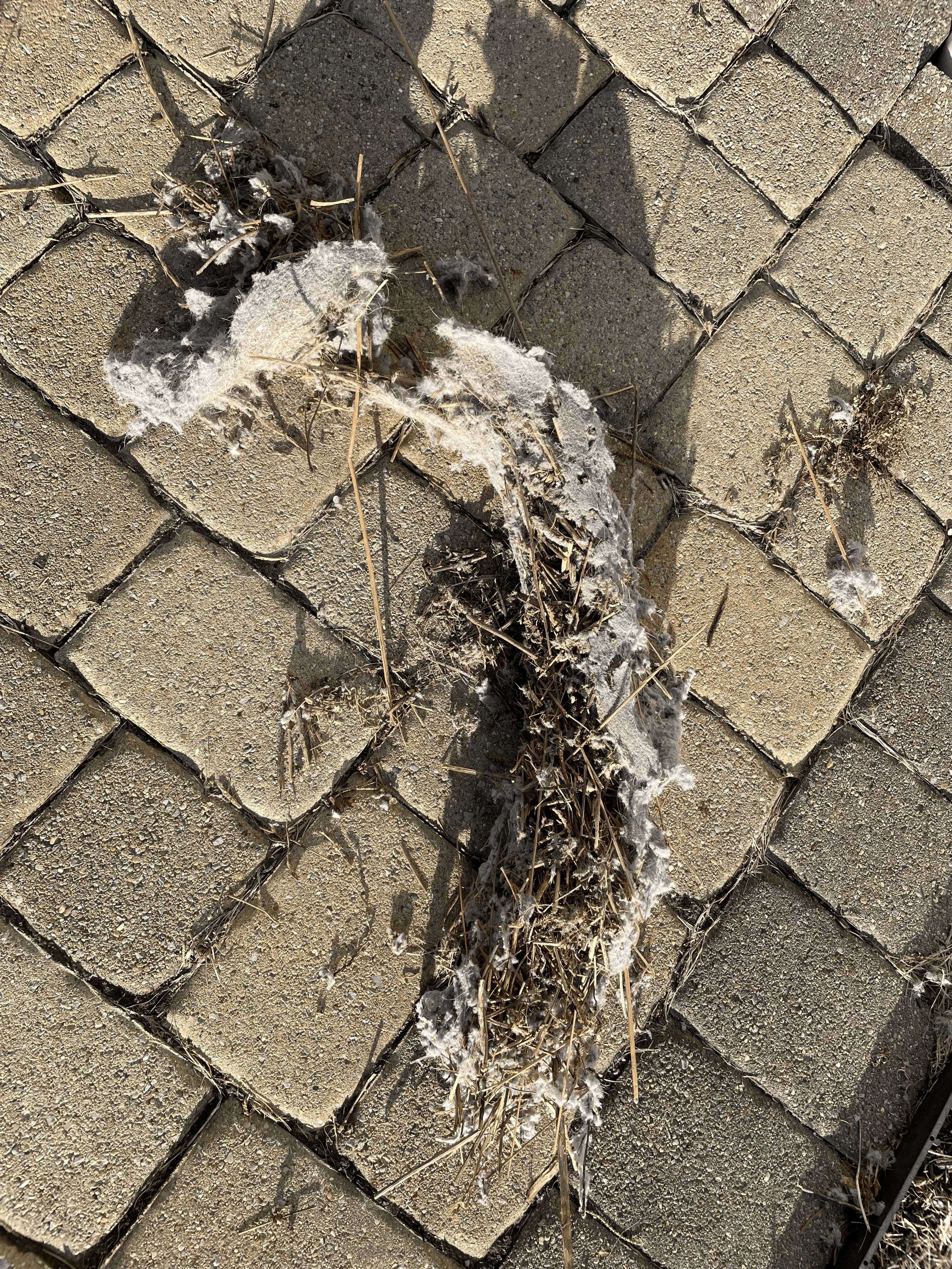 Bird nest found inside a dryer vent in Lewis Center Ohio new construction home — Clean Air Pros