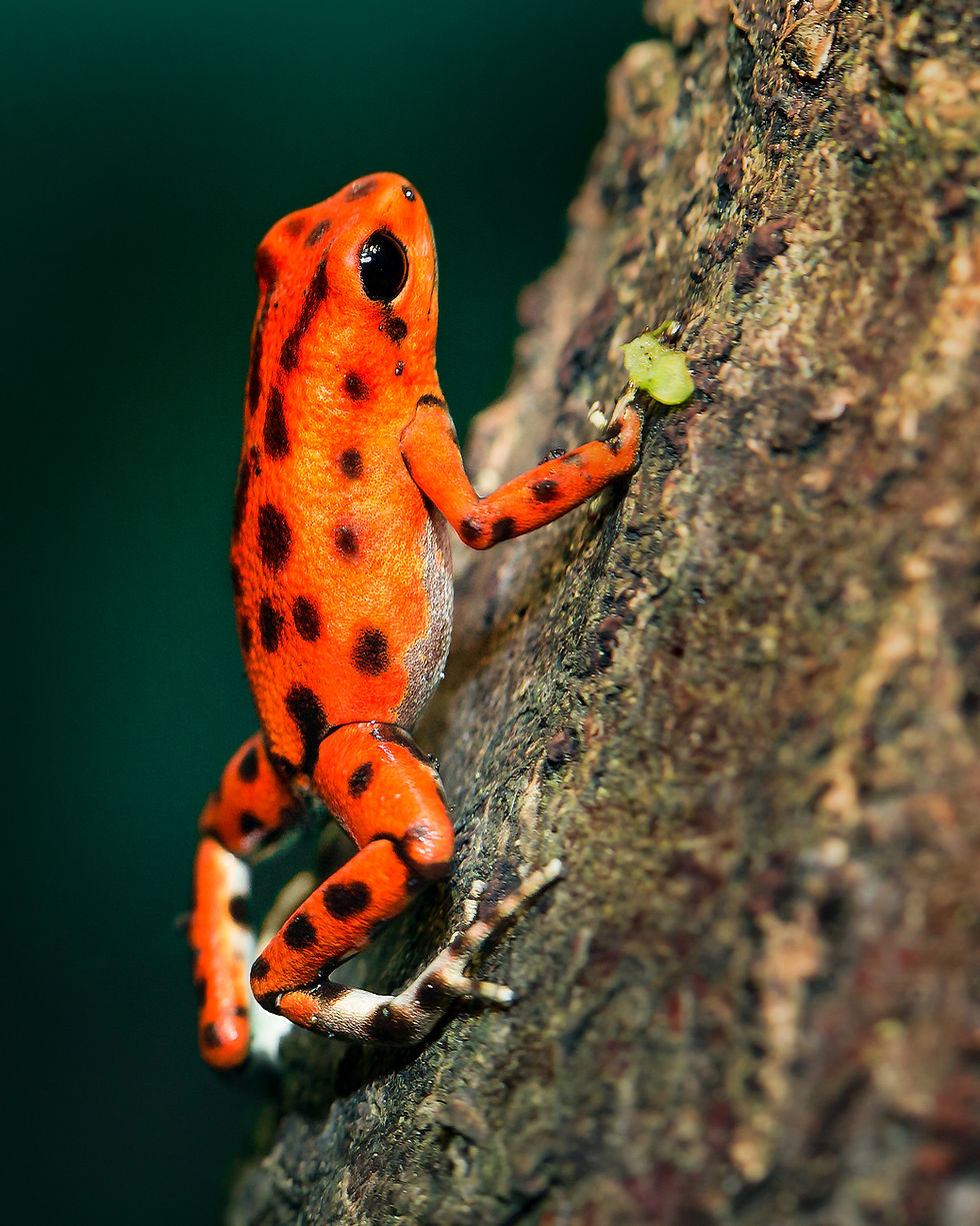 Brightly Colored Frog