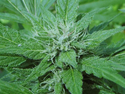 NSW cannabis trial 'progressing well'