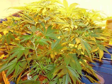 First medical cannabis crop harvested in Vic