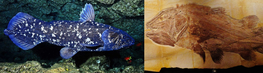 live Coelacanth (left); fossilized Coelacanth (right)