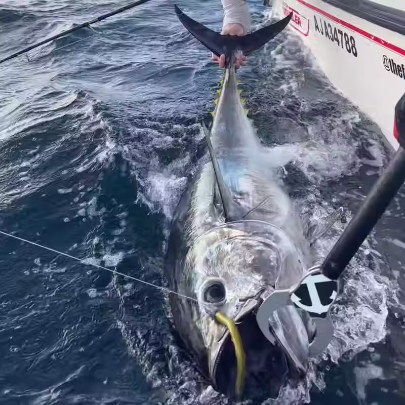 Tuna Crimp V.3 SEANOX – 130 cm