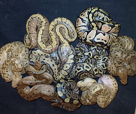 Schlangen
Reptilien
Terrarium
Zuhause