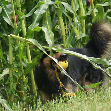 Hundespaziergang
Hundeauslastung