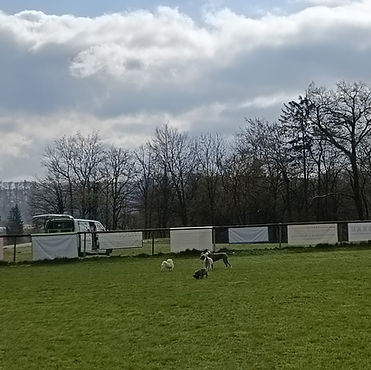 Hundegruppen Freilauf