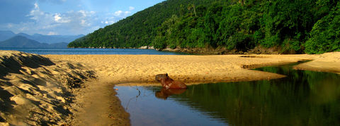 Mata Atlântica