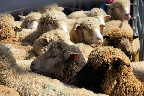 borregos Castro Verde