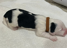 Male pup
